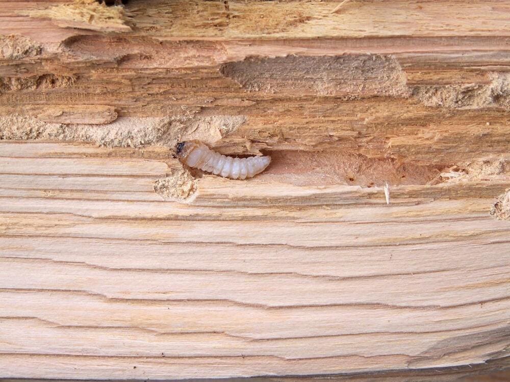 Чем обработать древесину от короеда